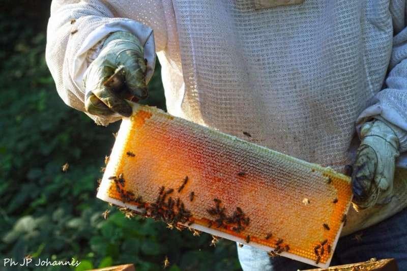 Abeilles planches