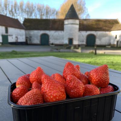 Fraises montechor barquette